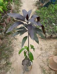 Black Stone Mango Plant Manufacturer & Supplier in India